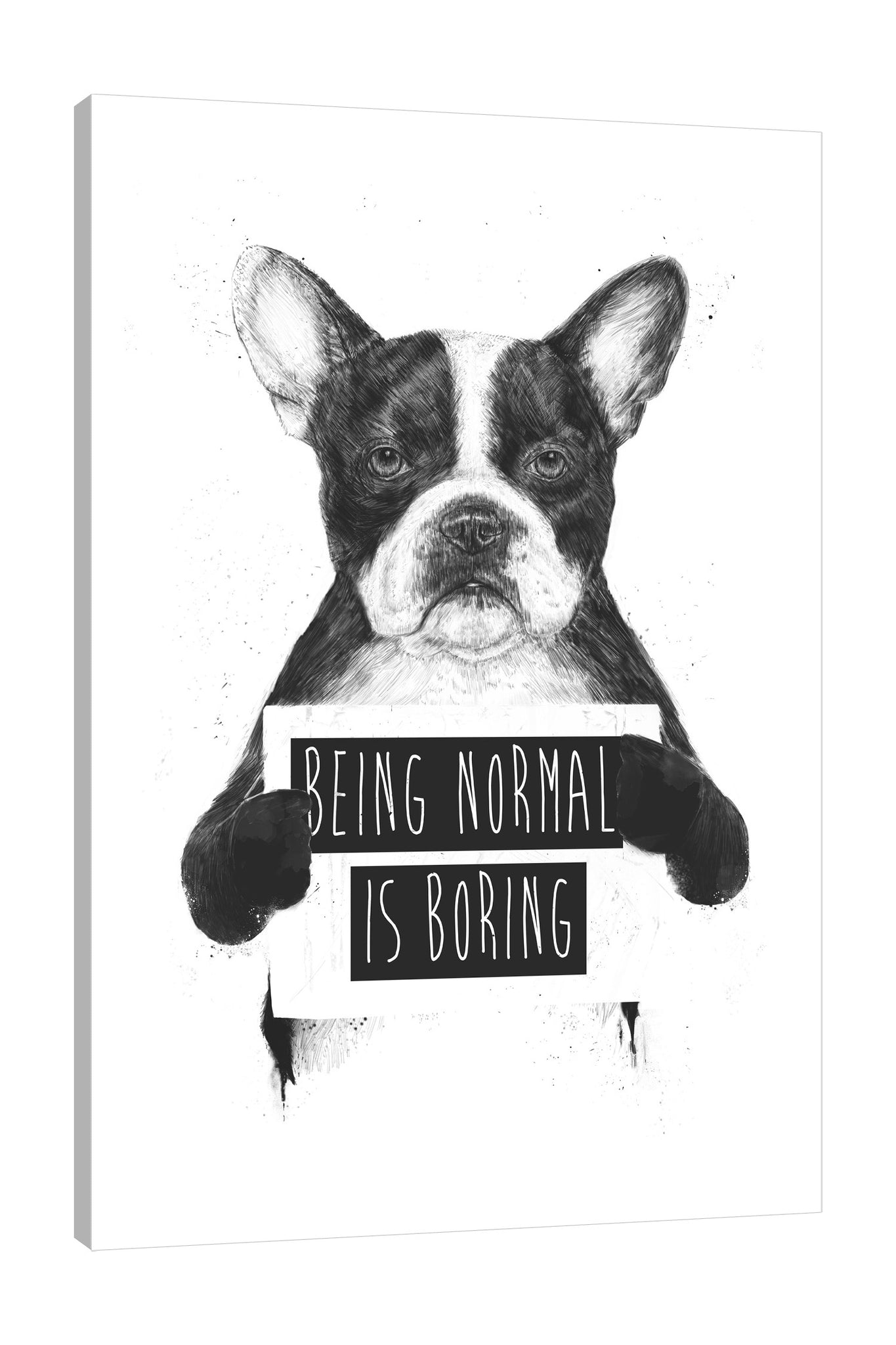 Balazs-Solti,Modern & Contemporary,Animals,animals,animal,pug,pugs,words and phrases,words,being normal is boring,normal,boring,dogs,dog,black and white,Tan Orange,Black,White