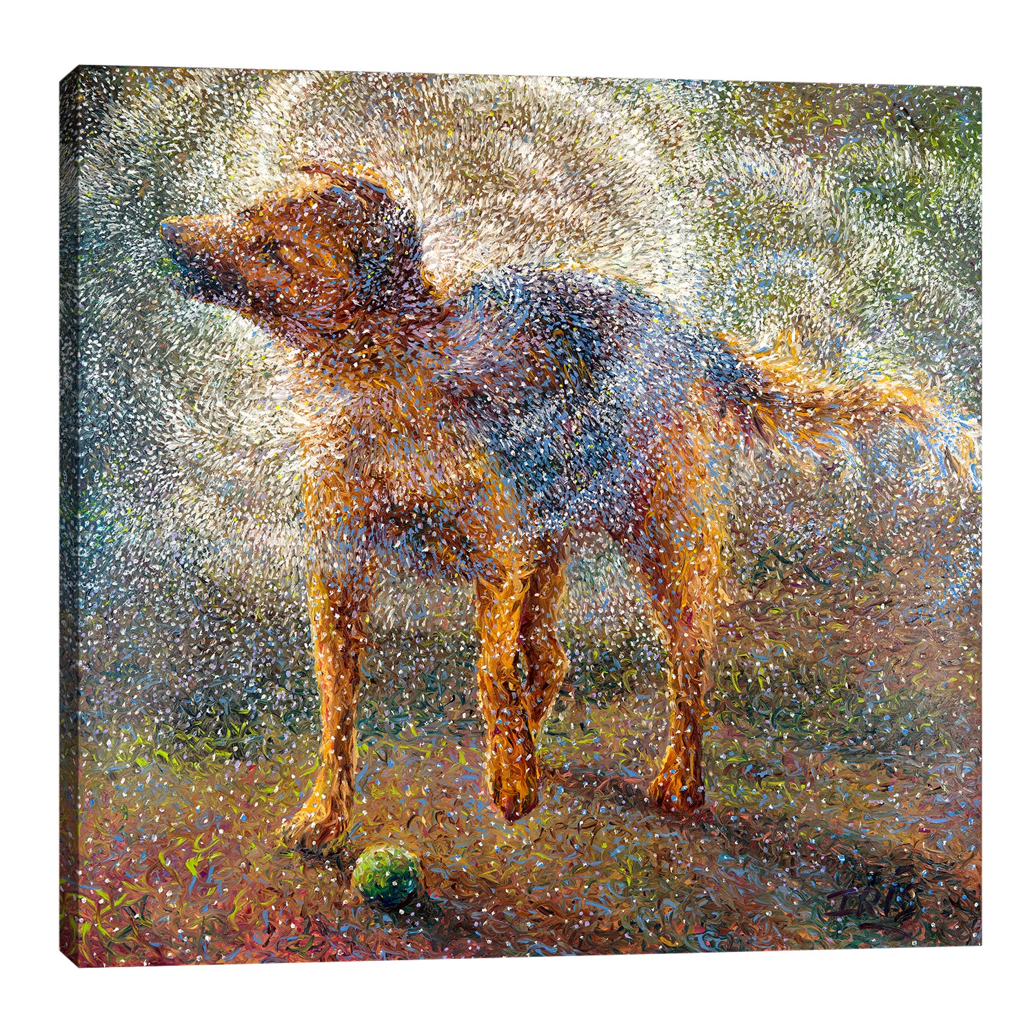 Shaking Shepherd