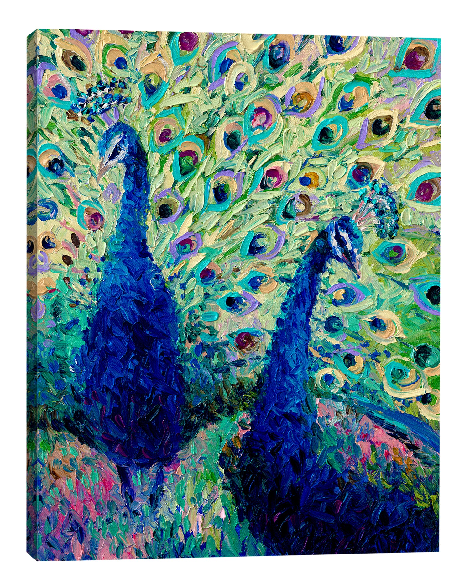 Iris-Scott,Modern & Contemporary,Animals,animals,animal,peacocks,peacock,teal,feathers,